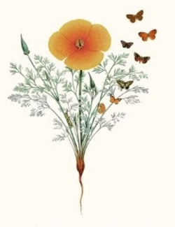 2024 Lepidopterist
